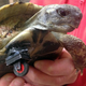 Illustration for article titled Lego wheel turns tortoise into a bionic turtle